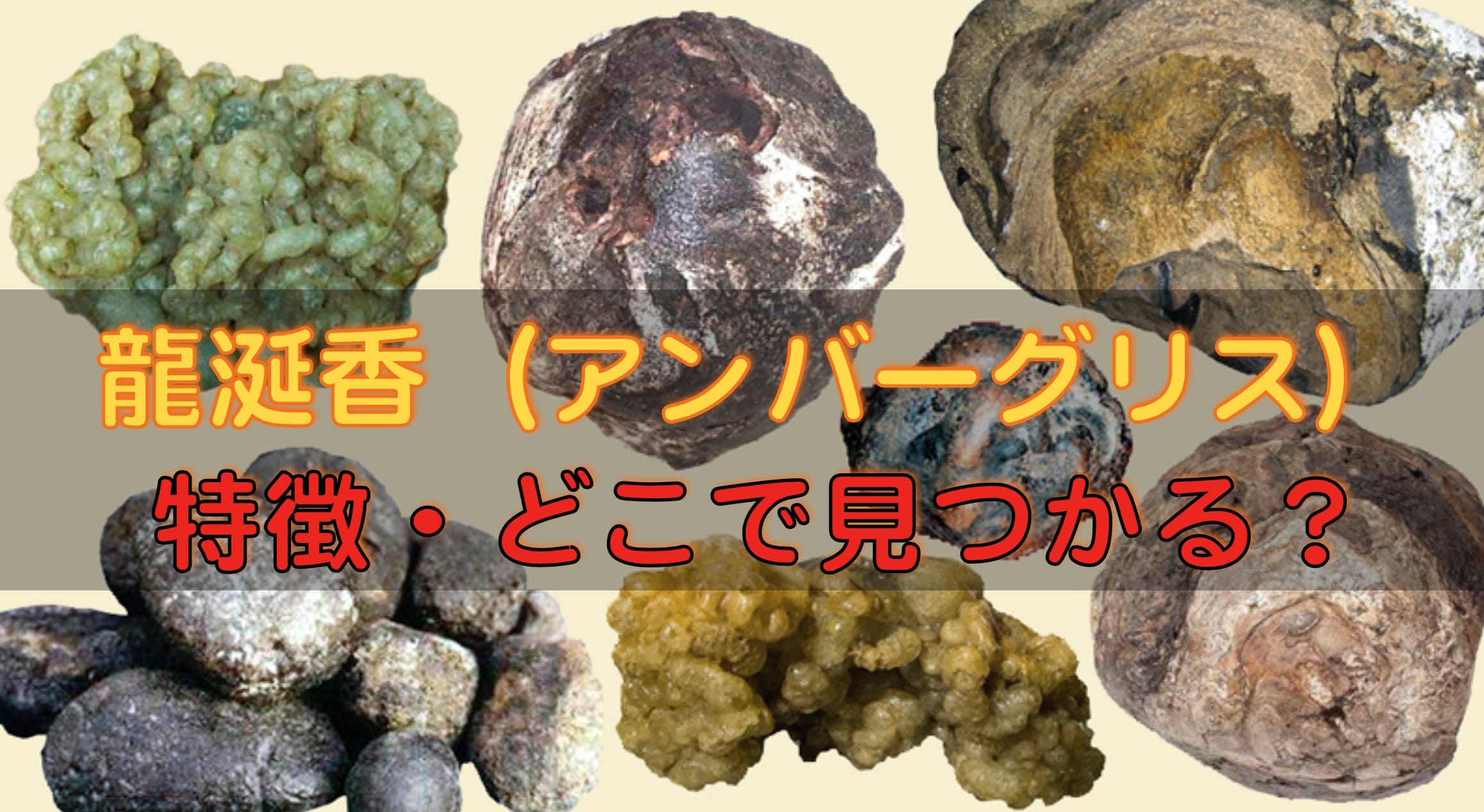 龍涎香　アンバーグリス　特徴　見分けかた　日本の発見例